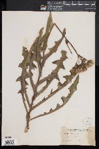 Sonchus arvensis image