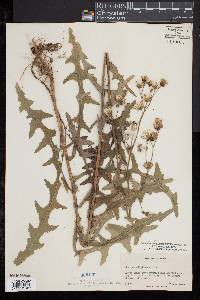 Sonchus arvensis image