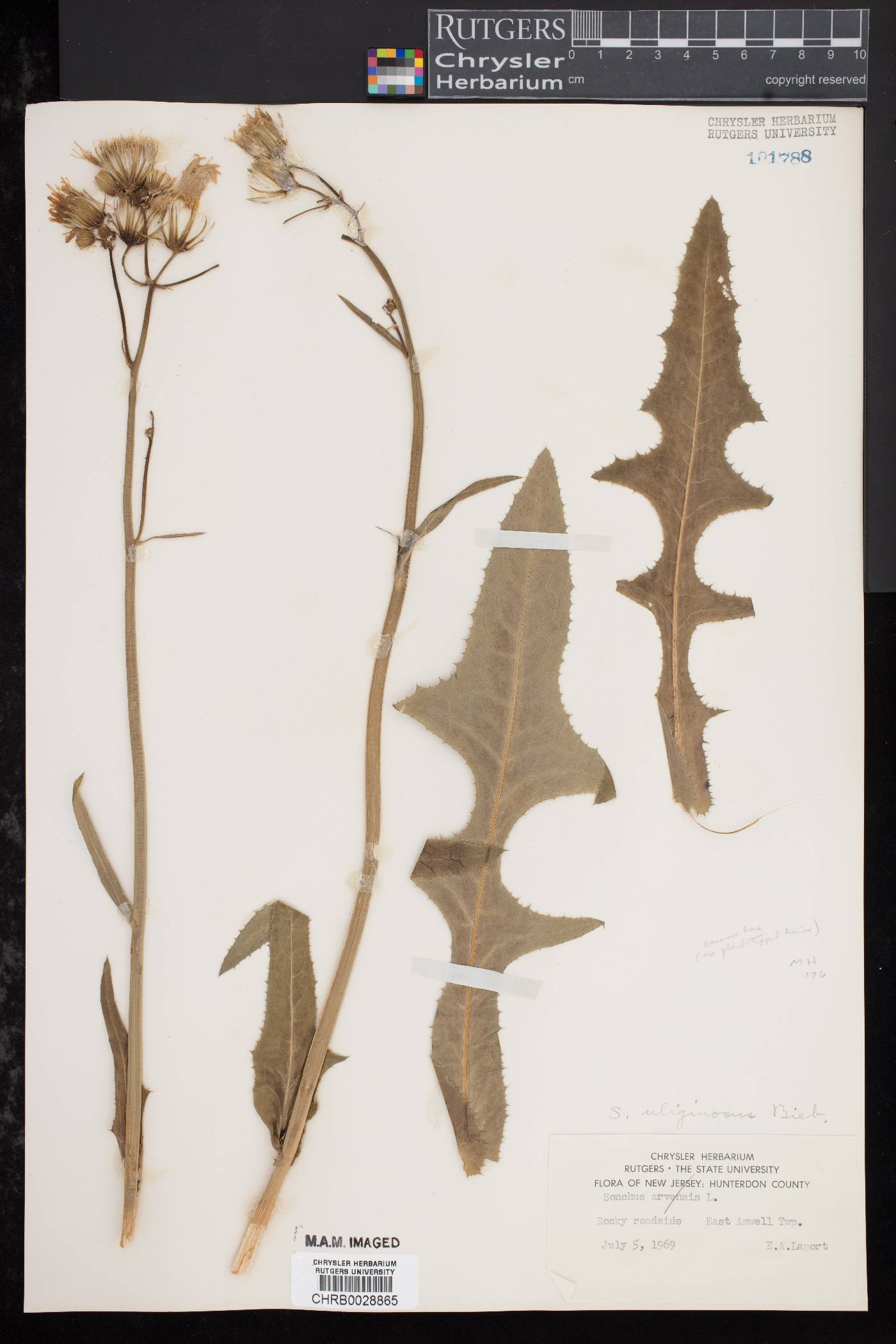 Sonchus arvensis image