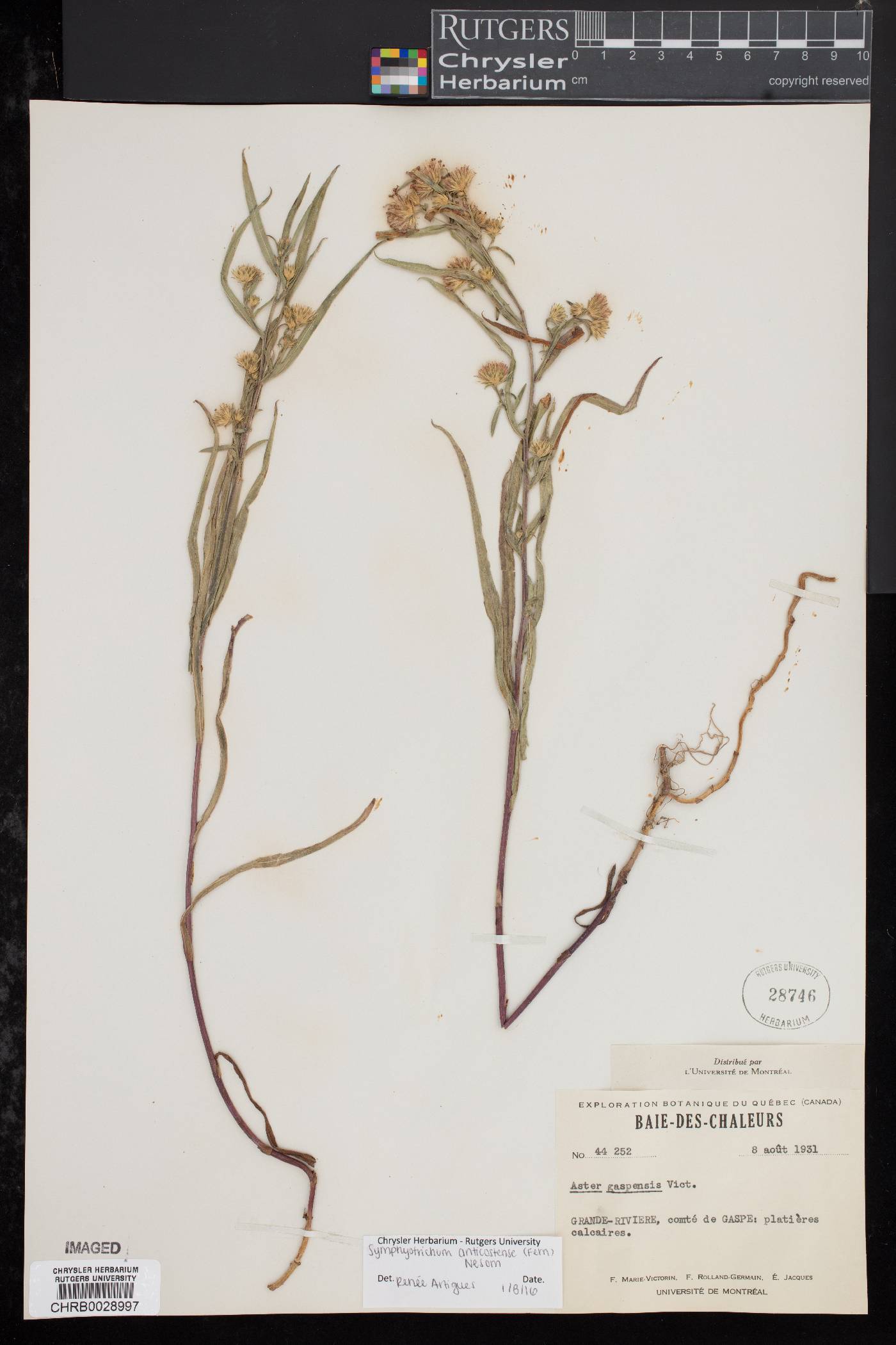 Symphyotrichum anticostense image