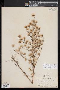 Symphyotrichum ciliatum image