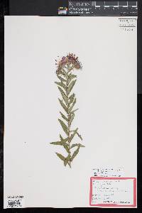 Symphyotrichum novae-angliae image