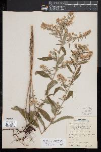 Symphyotrichum ontarionis image