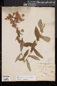 Symphyotrichum phlogifolium image