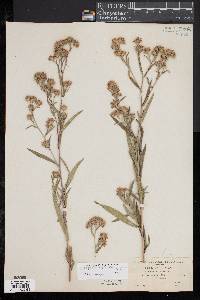 Symphyotrichum spathulatum image