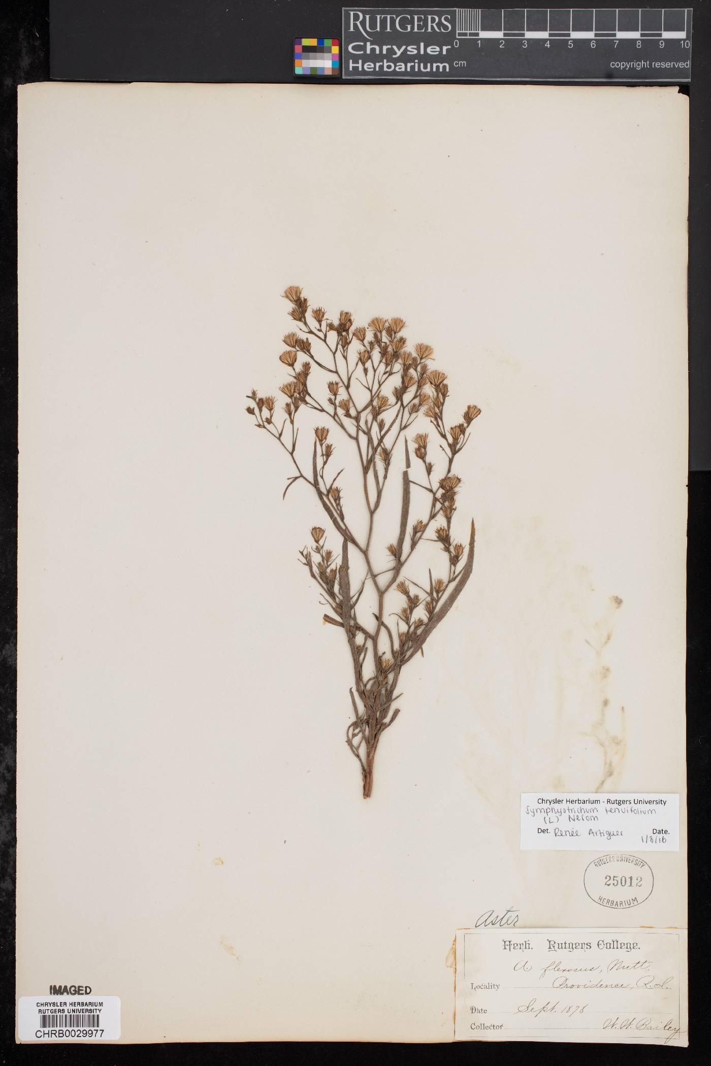 Symphyotrichum tenuifolium image