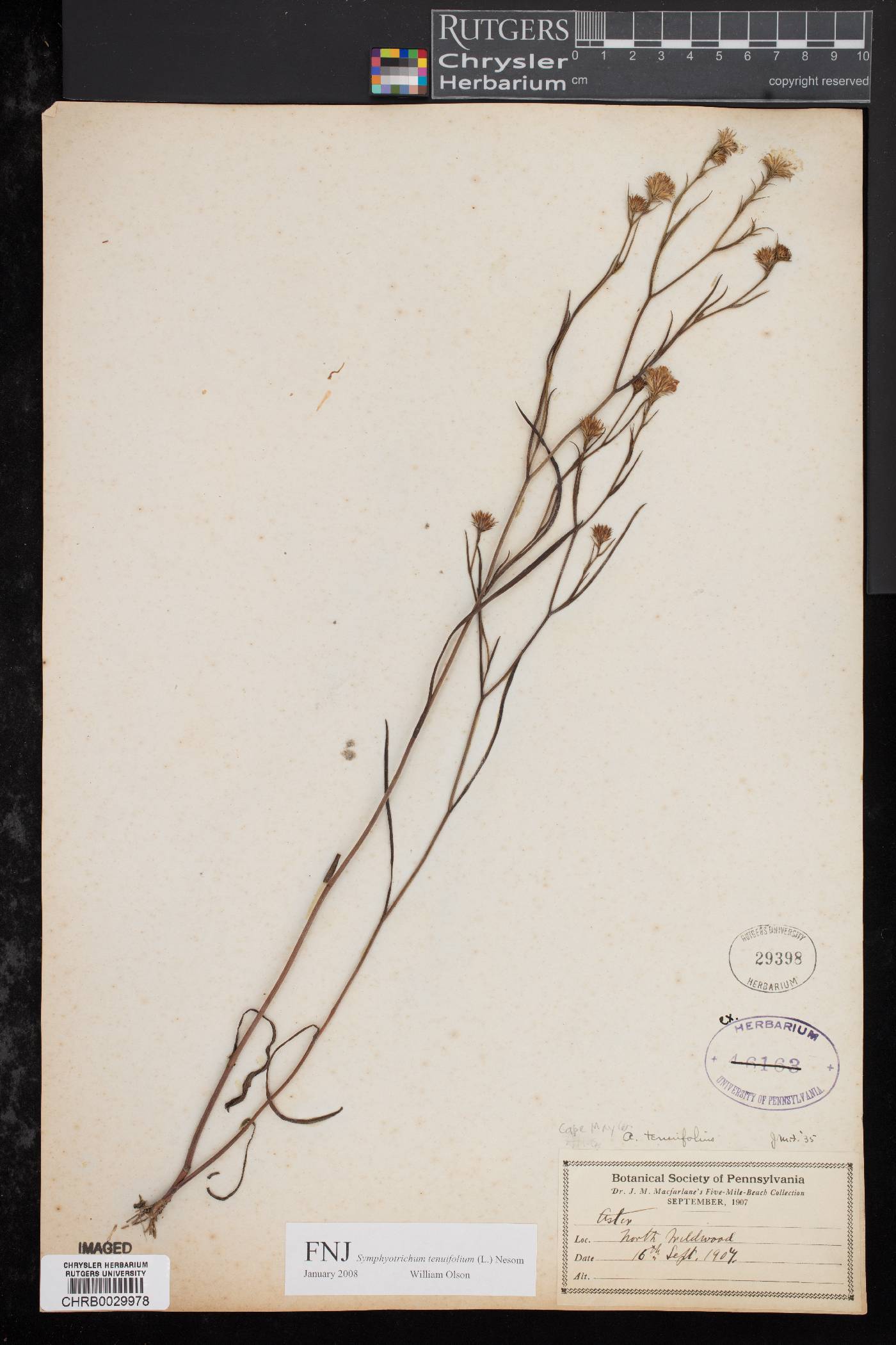 Symphyotrichum tenuifolium image