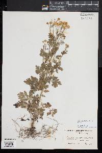 Tanacetum parthenium image