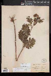 Tanacetum vulgare image