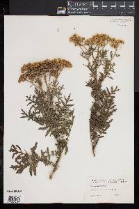 Tanacetum vulgare image