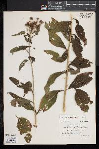 Vernonia noveboracensis image