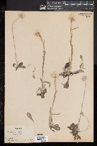 Image of Antennaria speciosa