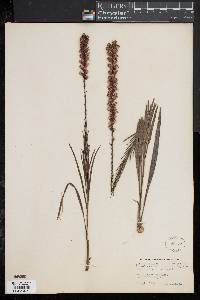 Liatris pilosa image