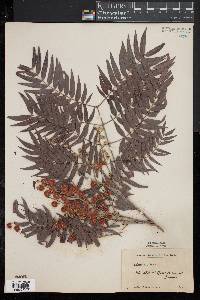 Acacia elata image