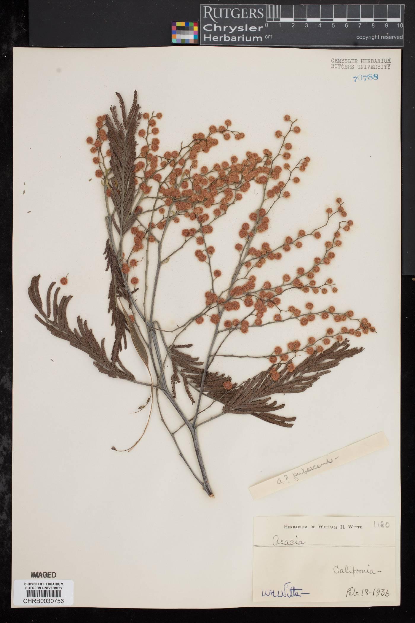 Acacia pubescens image
