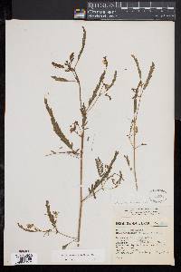 Aeschynomene scabra image