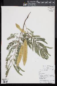 Albizia julibrissin image