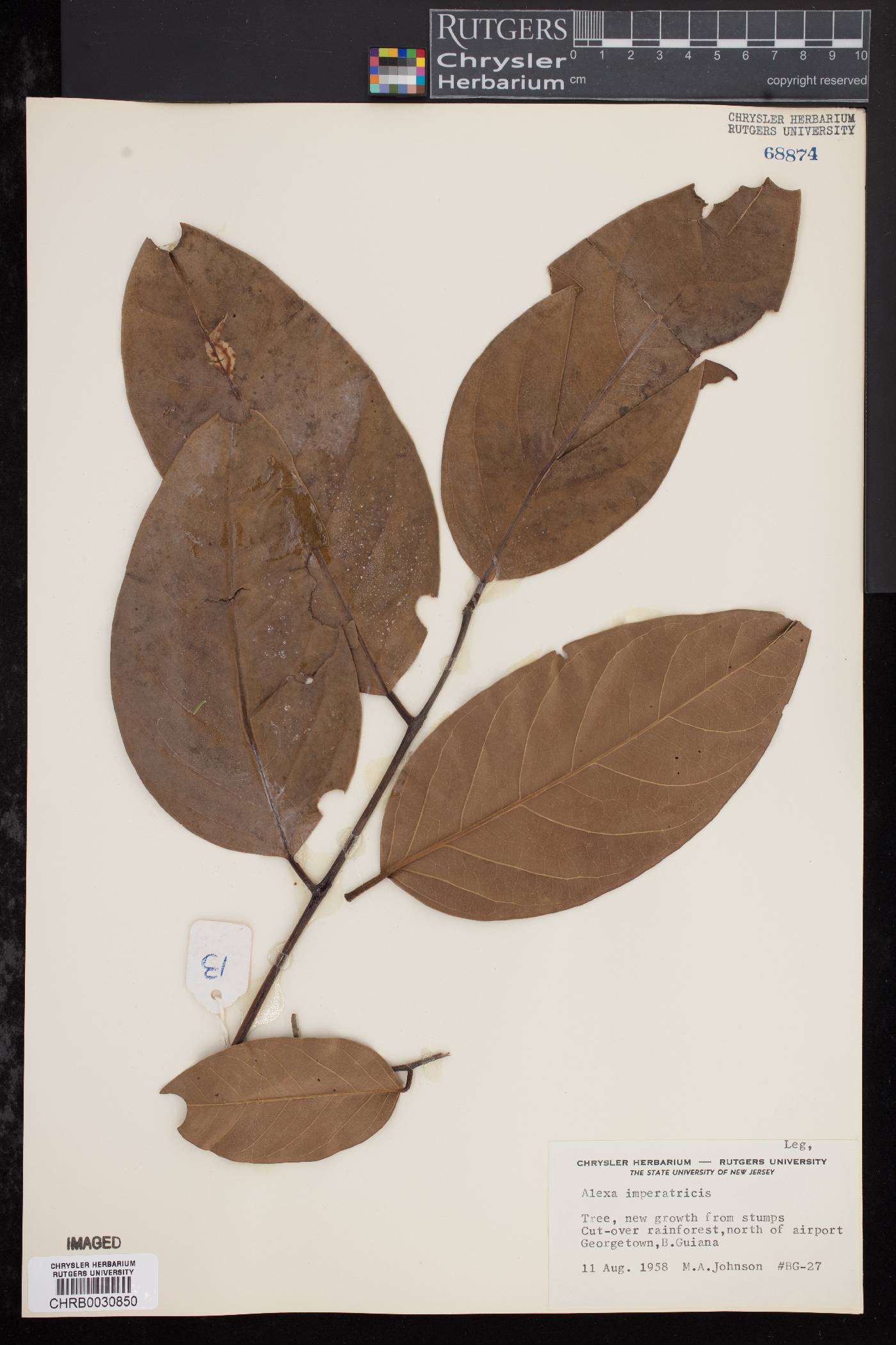 Alexa imperatricis image