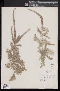 Amorpha canescens image