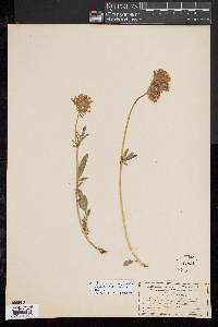 Anthyllis vulneraria subsp. alpestris image