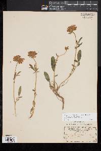 Anthyllis vulneraria image