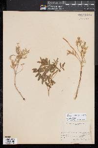 Image of Astragalus australis
