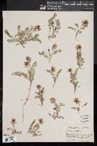 Astragalus alpinus image