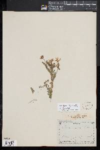 Astragalus alpinus image