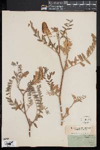 Astragalus canadensis image