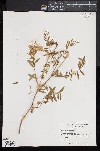 Astragalus canadensis image