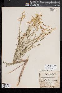 Astragalus filipes image