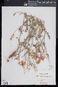 Image of Astragalus curvicarpus