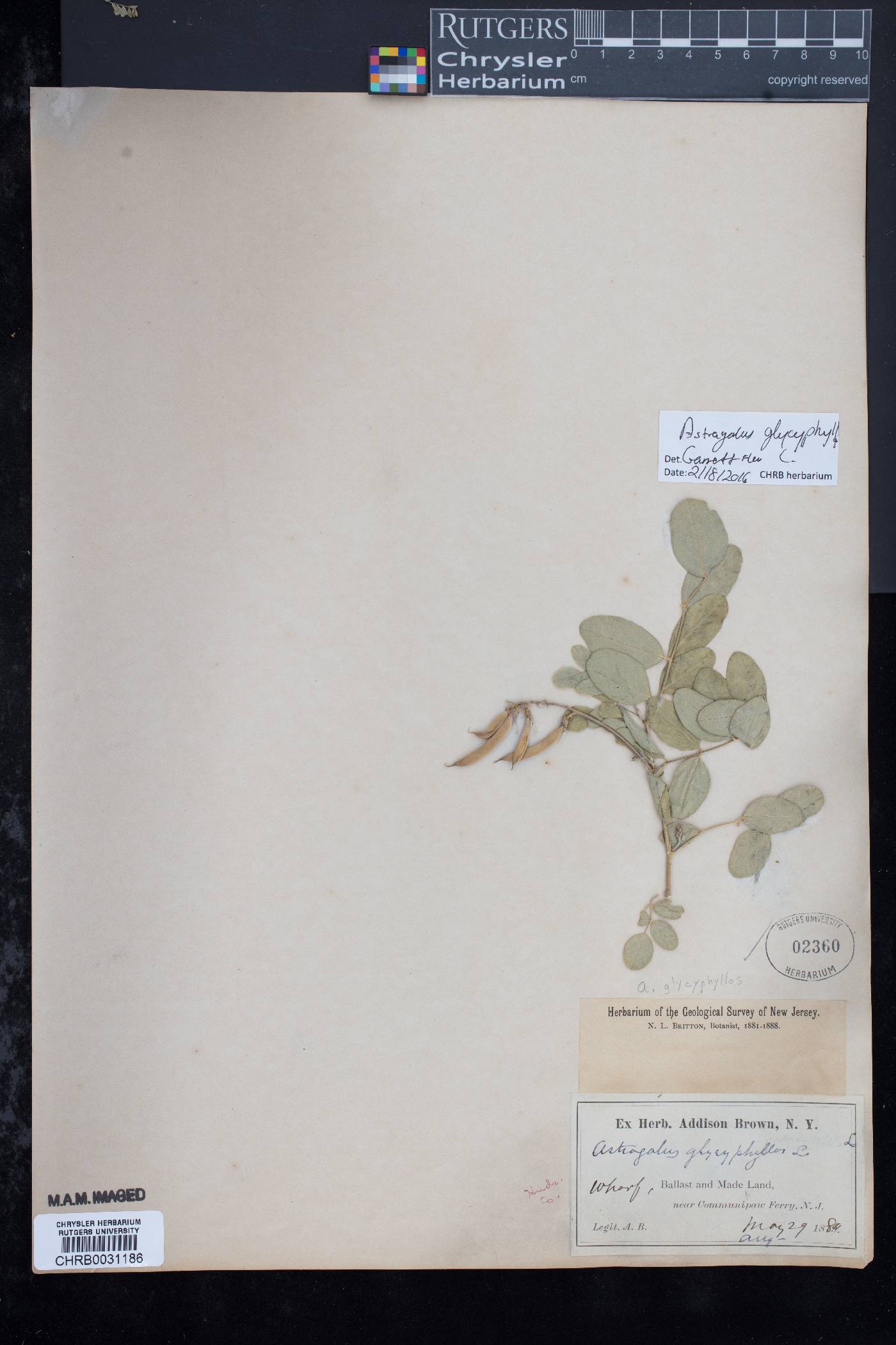 Astragalus glycyphyllos image