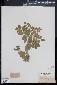 Astragalus glycyphyllos image