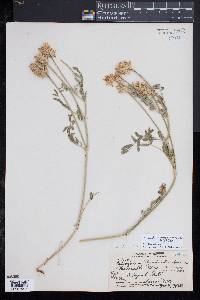 Astragalus laxmannii subsp. robustior image
