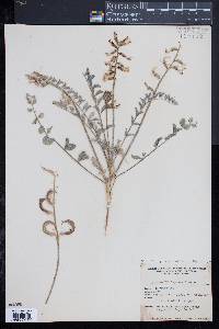 Image of Astragalus layneae