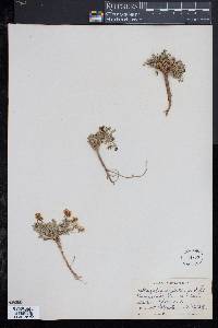 Image of Astragalus leptaleus