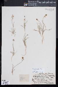 Image of Astragalus miser