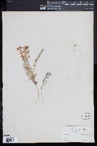 Astragalus missouriensis image