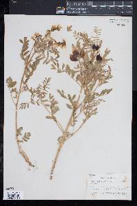 Image of Astragalus neglectus