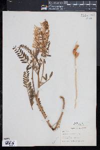 Astragalus pattersonii image