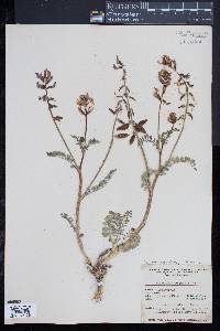 Image of Astragalus preussii