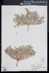 Image of Astragalus pubentissimus