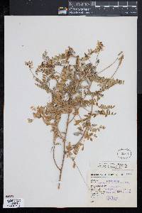 Image of Astragalus strigulosus
