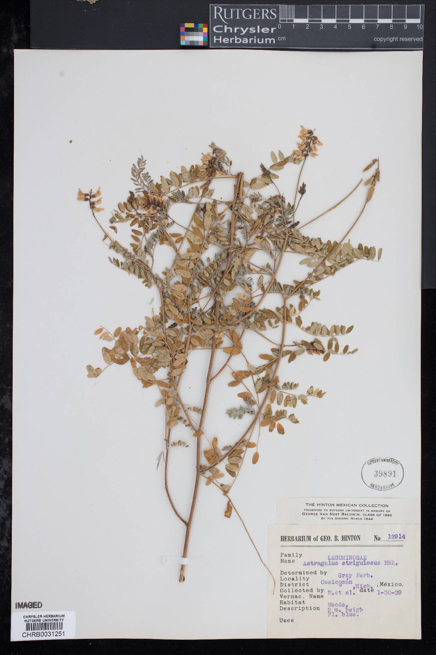 Astragalus strigulosus image