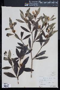 Baptisia lanceolata image