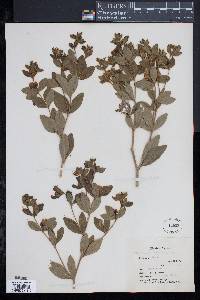 Image of Baptisia nuttalliana