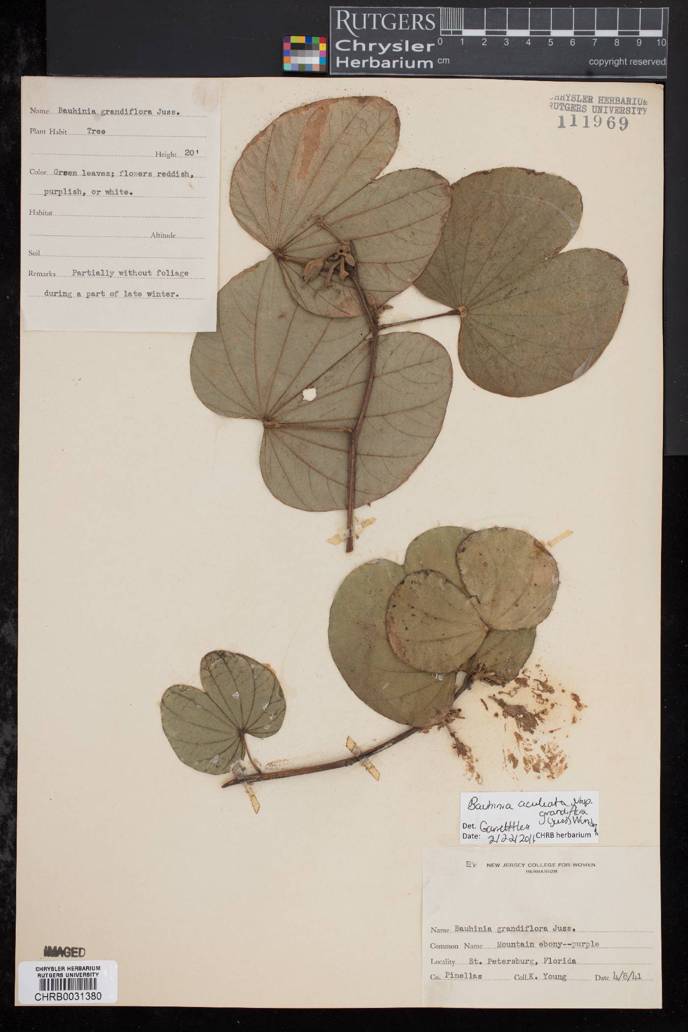 Bauhinia grandiflora image