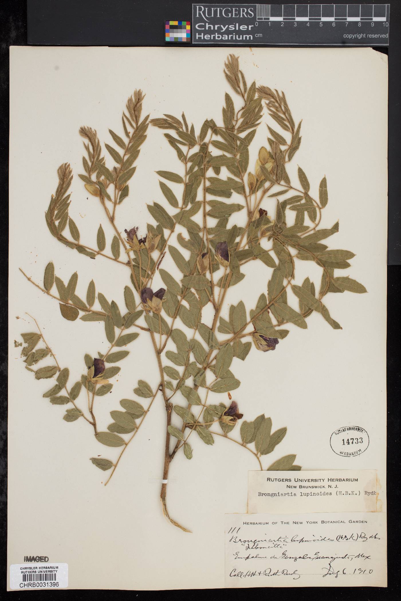 Brongniartia lupinoides image