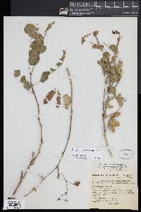 Brongniartia podalyrioides image